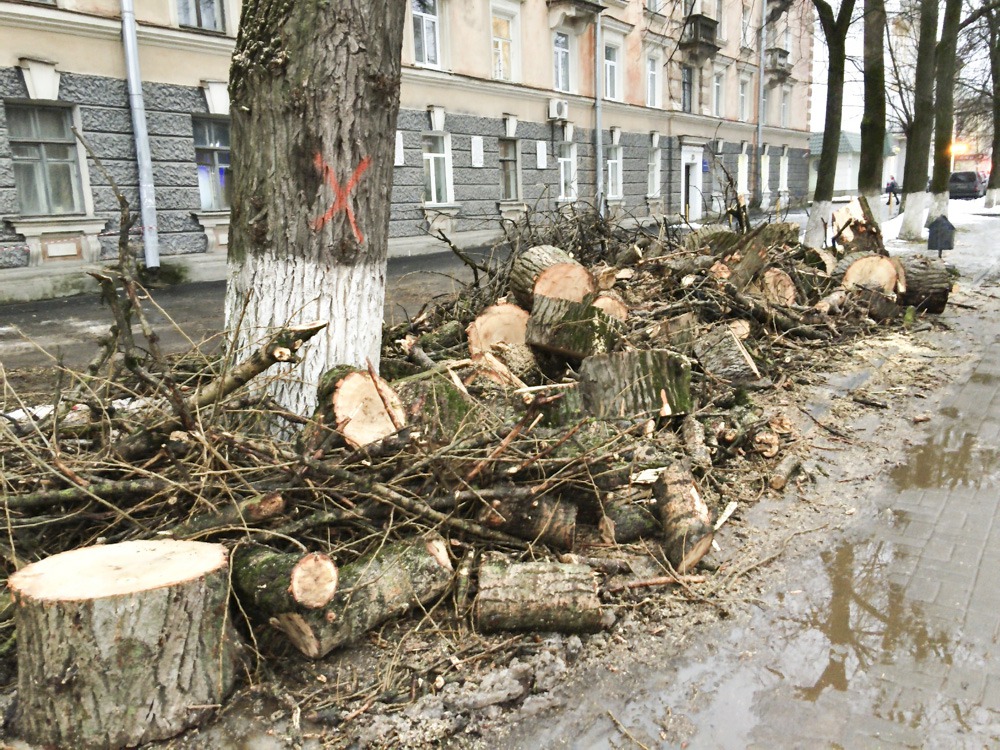 31 дерево срубят на улицах Пскова в рамках одного из контрактов УГХ Пскова